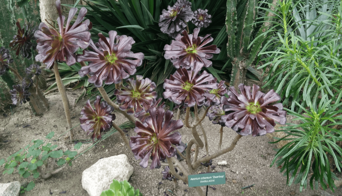 How to Successfully Grow and Maintain Aeonium Arboreum Zwartkop 2 inch